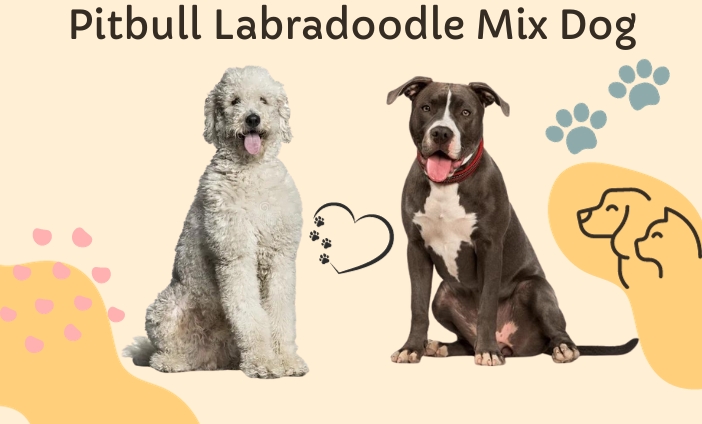 Pitbull Labradoodle Mix Dog Breed: Your Perfect Companion