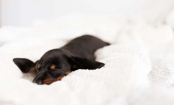Why Does My Dog Suddenly Want to Sleep Alone? Causes and Solutions